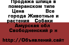 Продажа шпица в померанском типе › Цена ­ 20 000 - Все города Животные и растения » Собаки   . Амурская обл.,Свободненский р-н